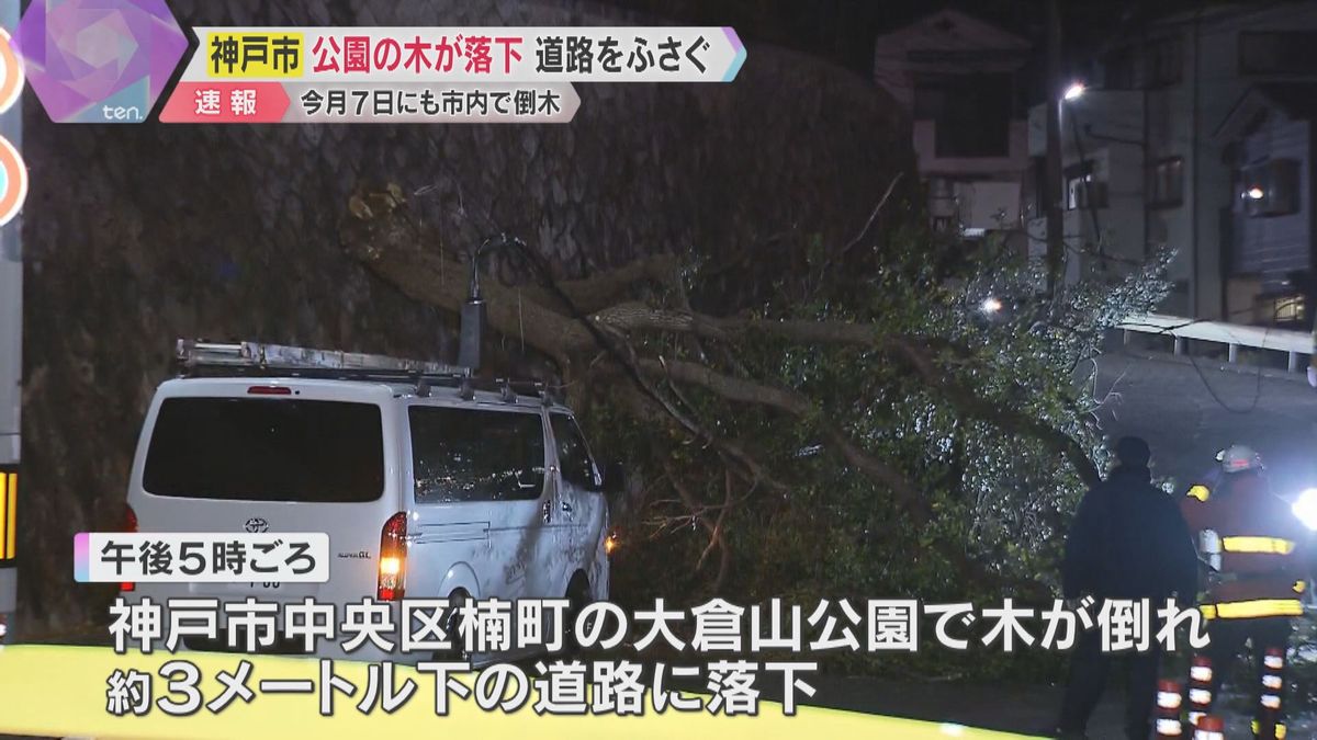 公園の木が倒れ落下、道路をふさぐ　けが人なし　神戸市中央区　12月7日も市内の倒木で車が下敷きに