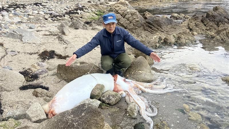 【速報】兵庫・豊岡市の海岸に2メートル級のダイオウイカ漂着　すでに死んでいたが…「びっくりした」