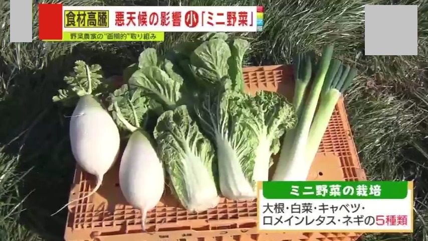 他の“ミニ野菜”も栽培…