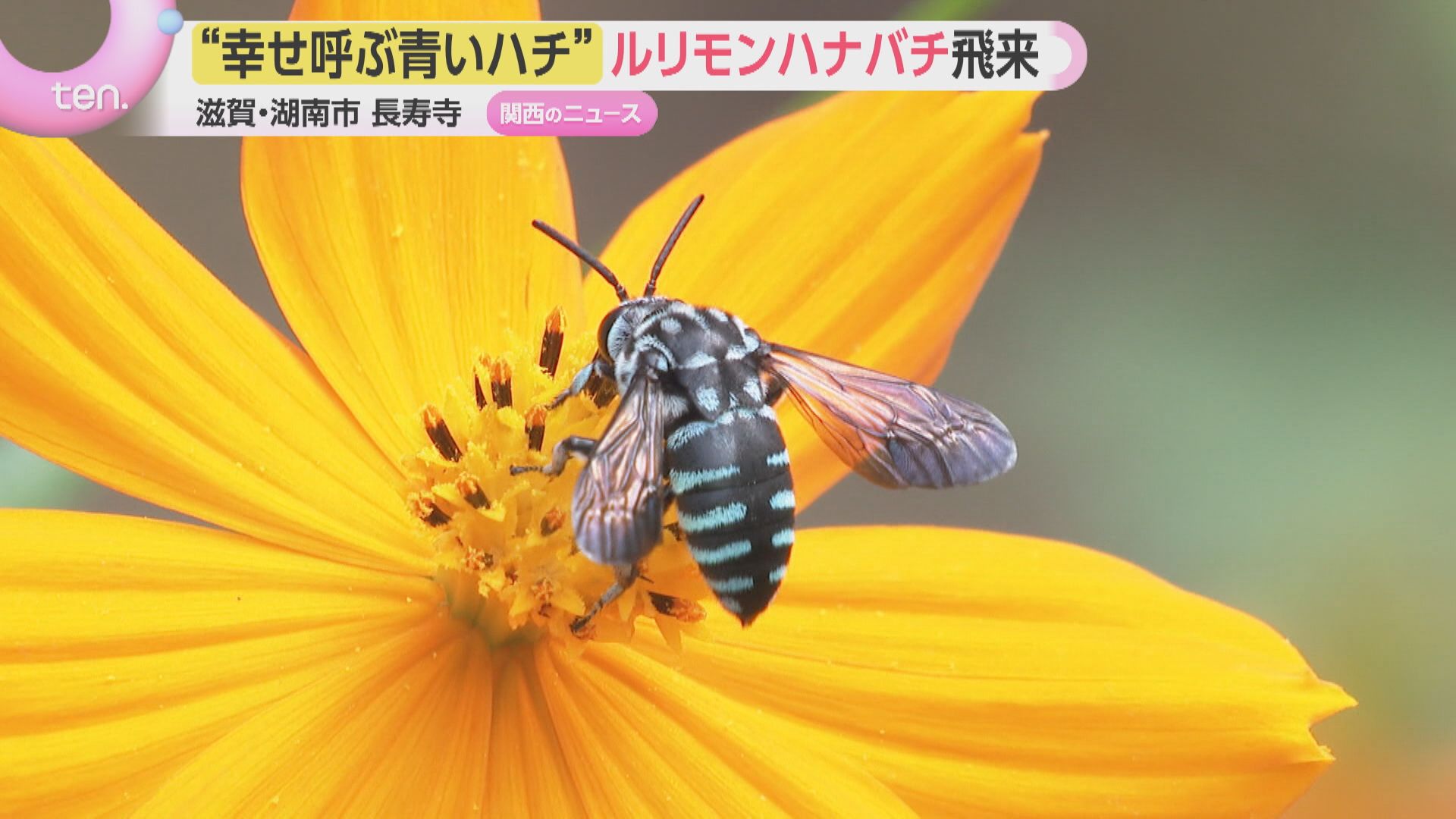 幸せを呼ぶ青いハチ」ルリモンハナバチが飛来 青と黒のしま模様が