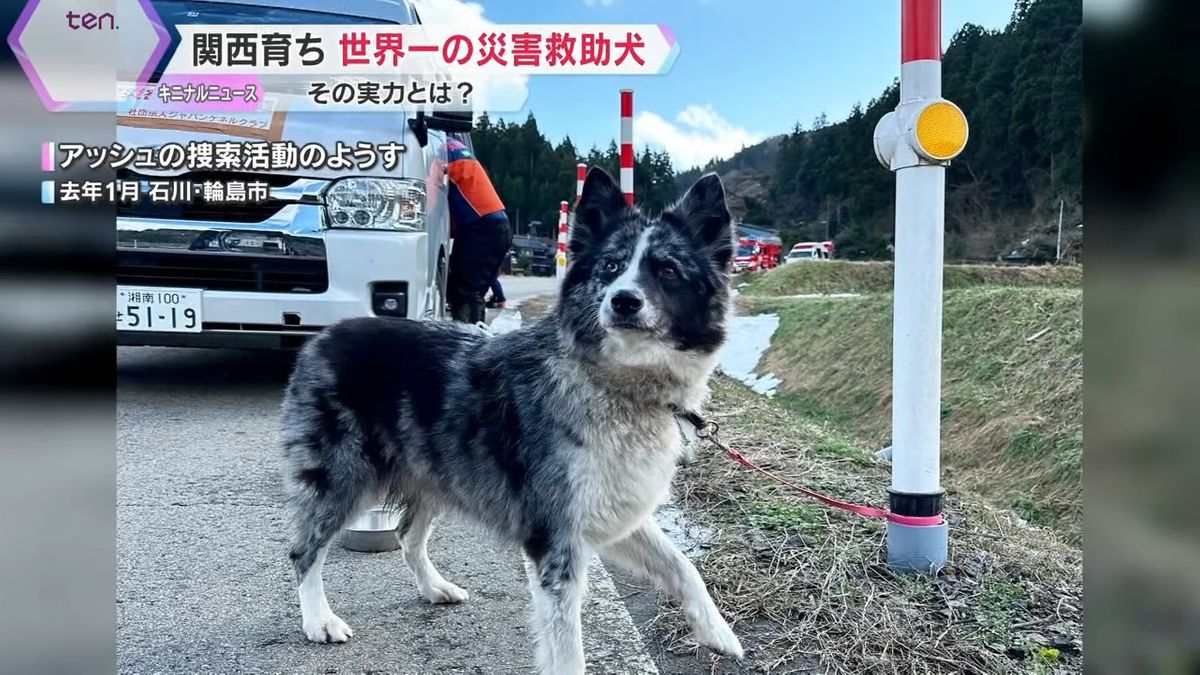 犬 見張り番 城で毎日散歩していたら看板犬に…柴犬「はなちゃん」松江城ワンコ大使