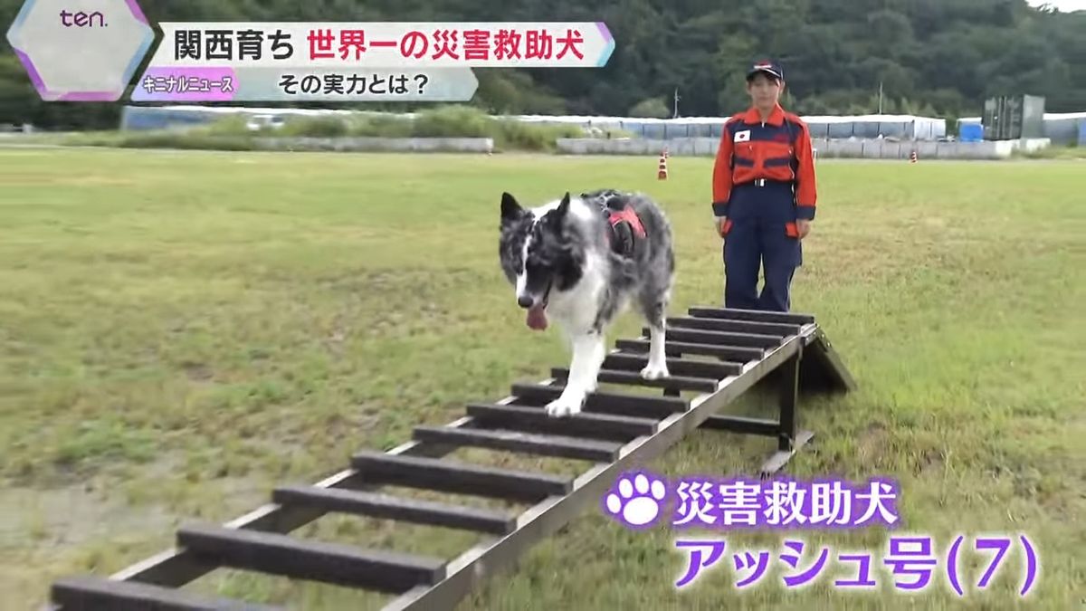 特集】能登半島地震の捜索活動にも貢献 世界一の災害救助犬・アッシュ