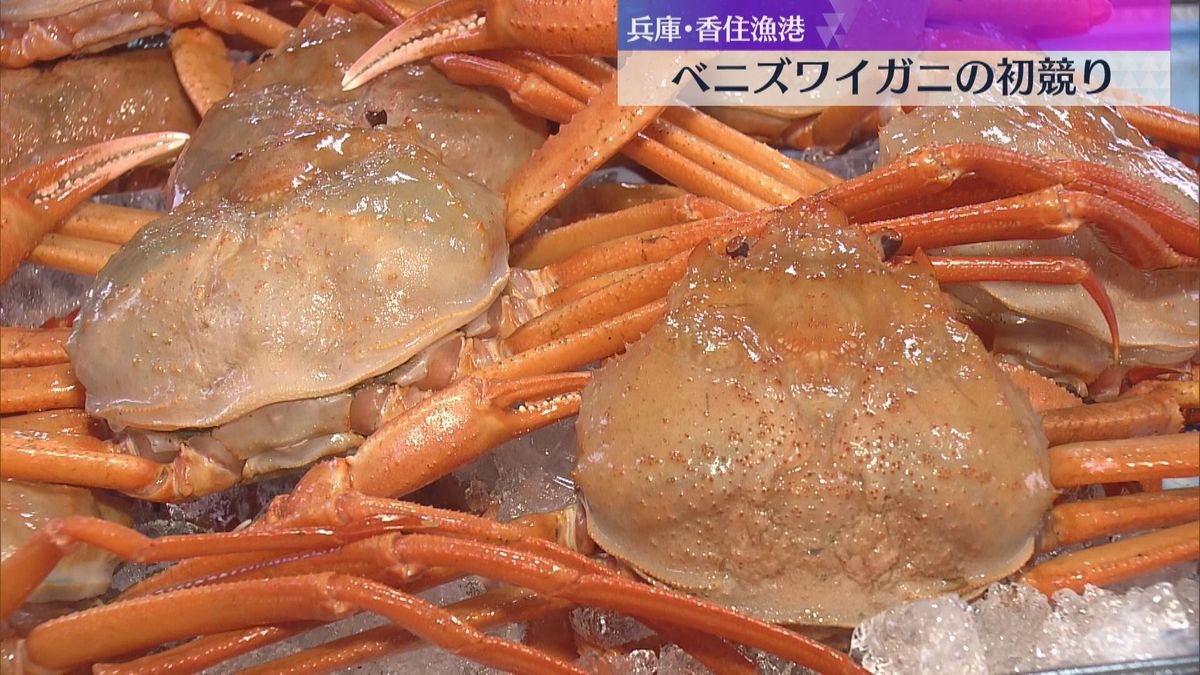 ベニズワイガニの初競り　最高1匹50万円　台風の影響で初日は例年より少ない水揚げ　兵庫・香住漁港