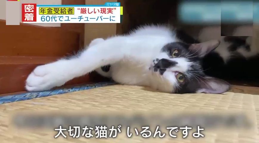 2022年5月に保護した猫の「りんちゃん」