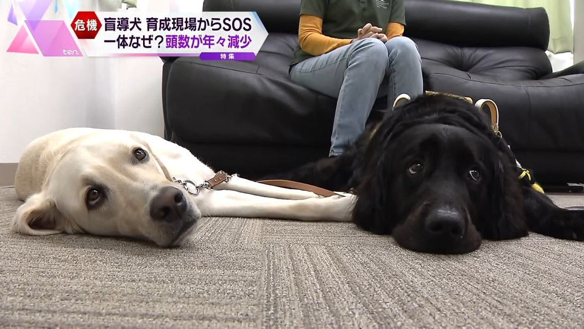 厳しい盲導犬訓練所の運営