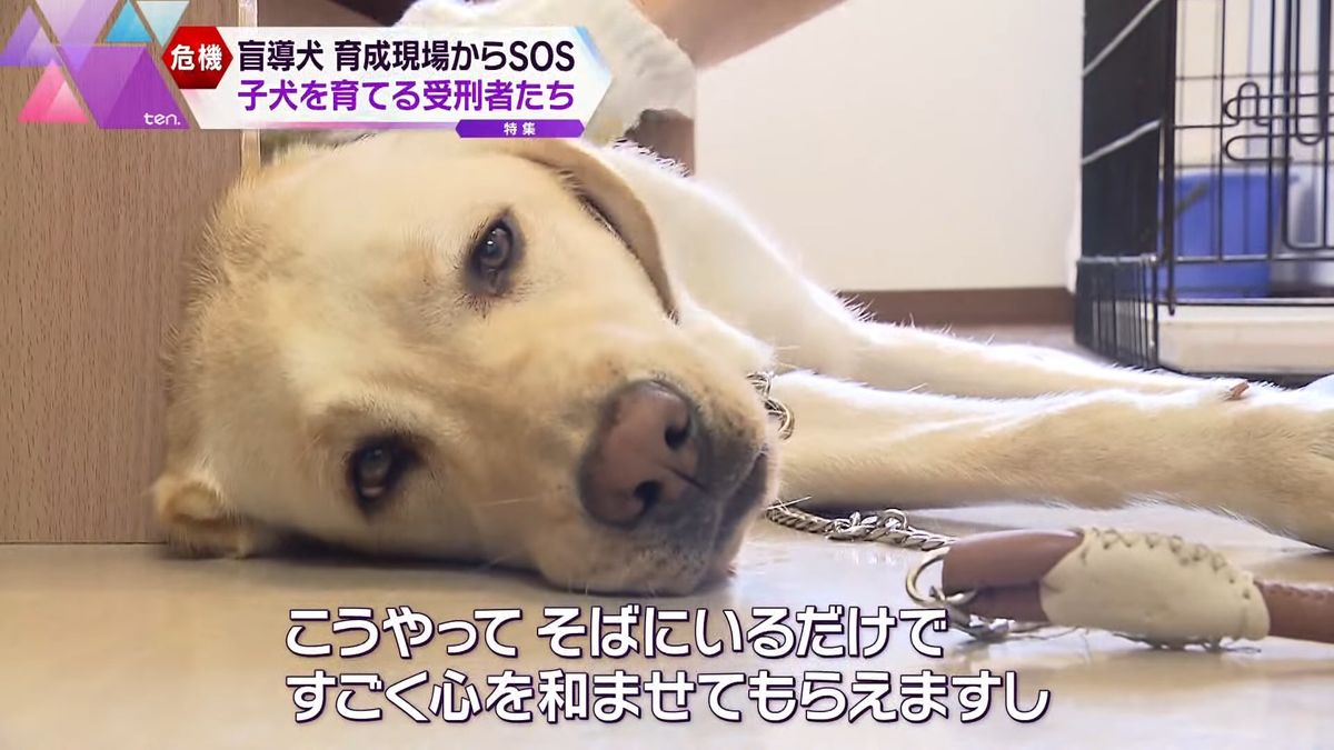 14年間で19頭が盲導犬に