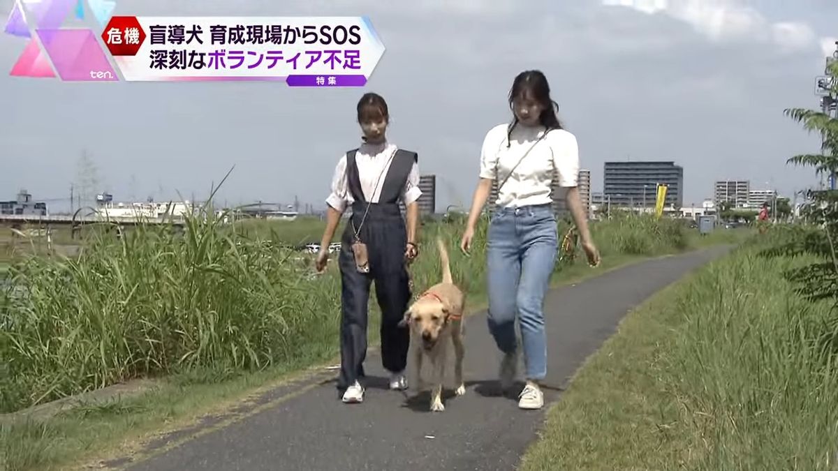 一家が預かった盲導犬パピー「つくし」