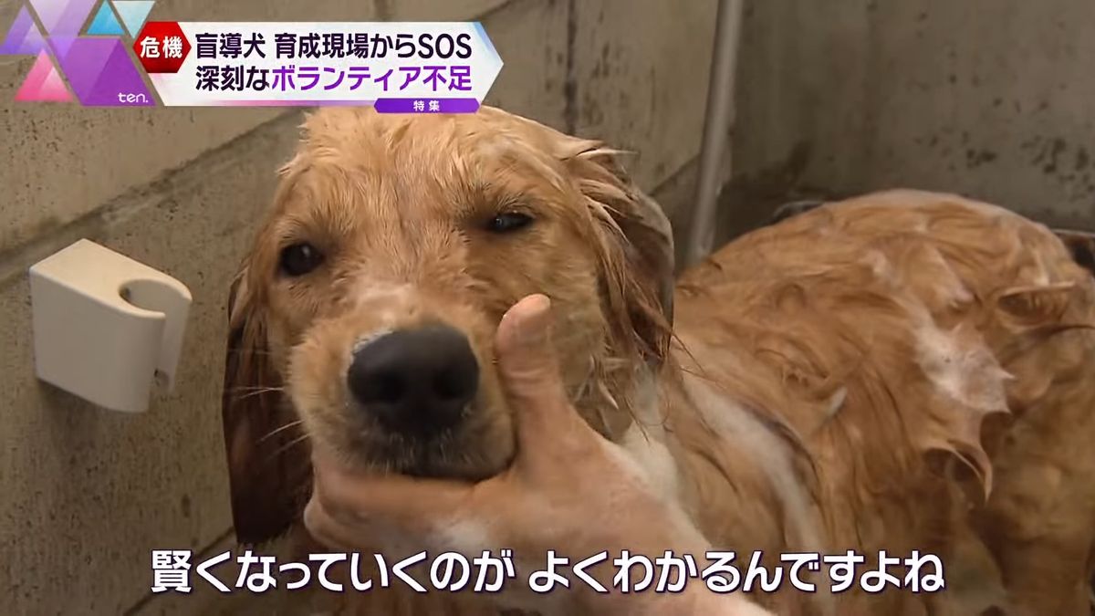 「盲導犬になって出ていく子たちが愛おしい」