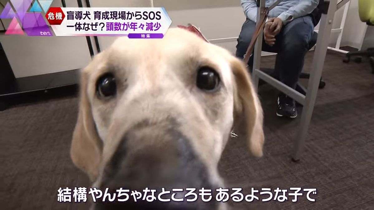 「やんちゃなところもある」盲導犬・チュラ