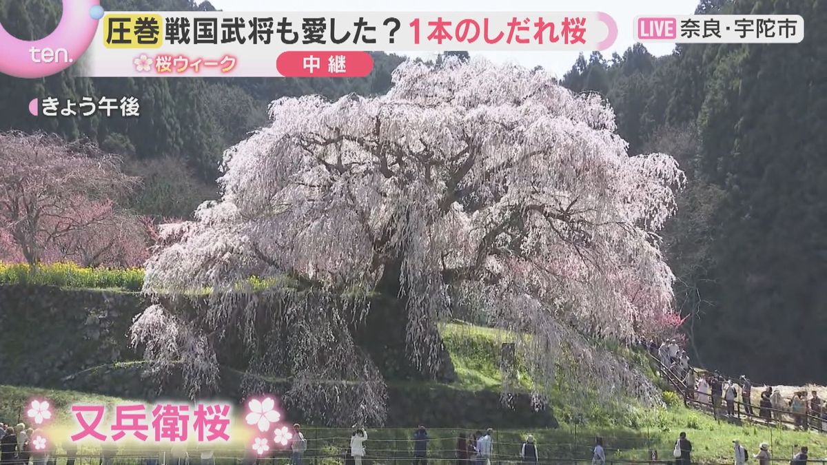 吉野山 桜