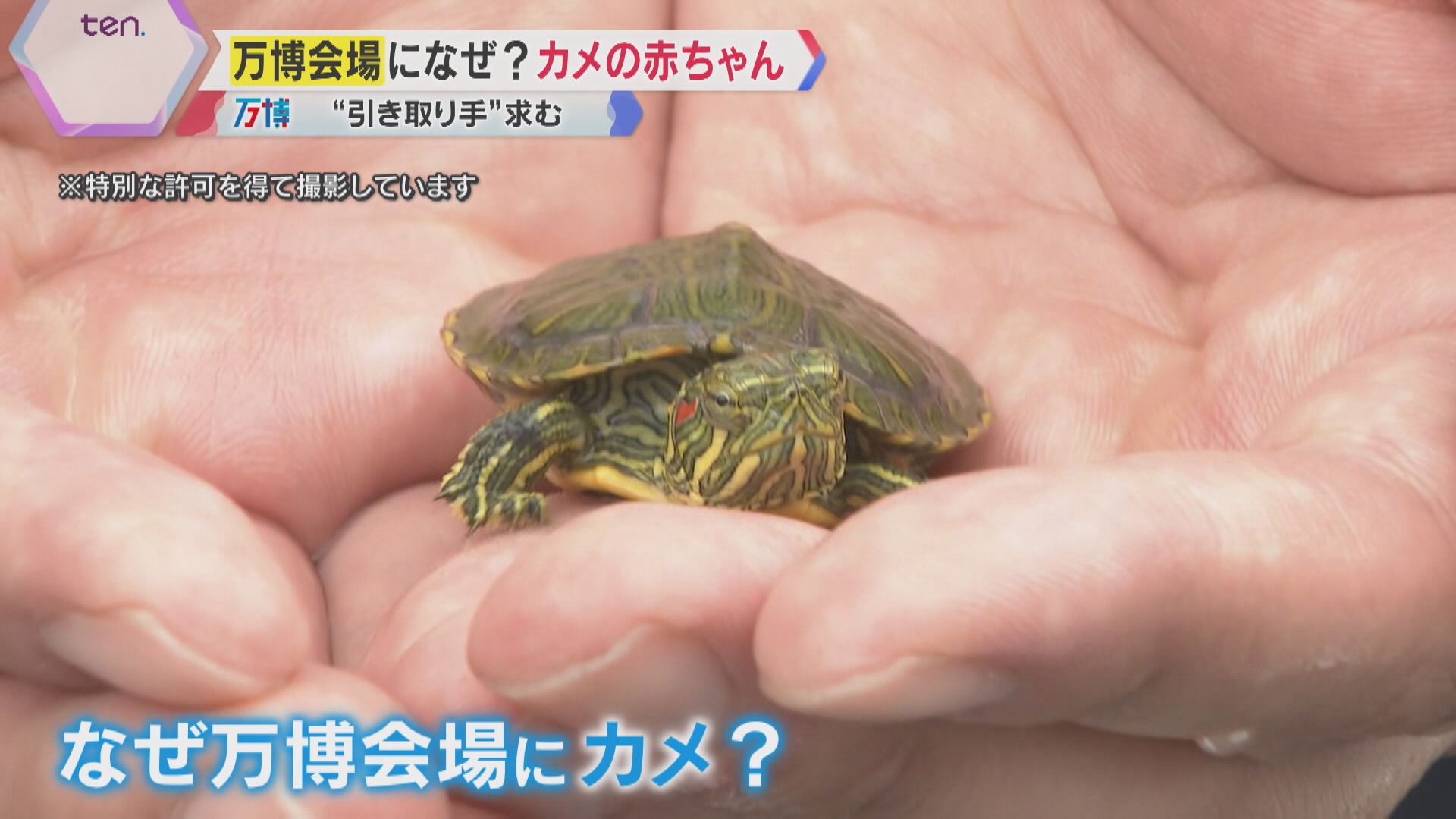 急に現れて、気づいたらいました」万博会場になぜ？“カメ”の赤ちゃん