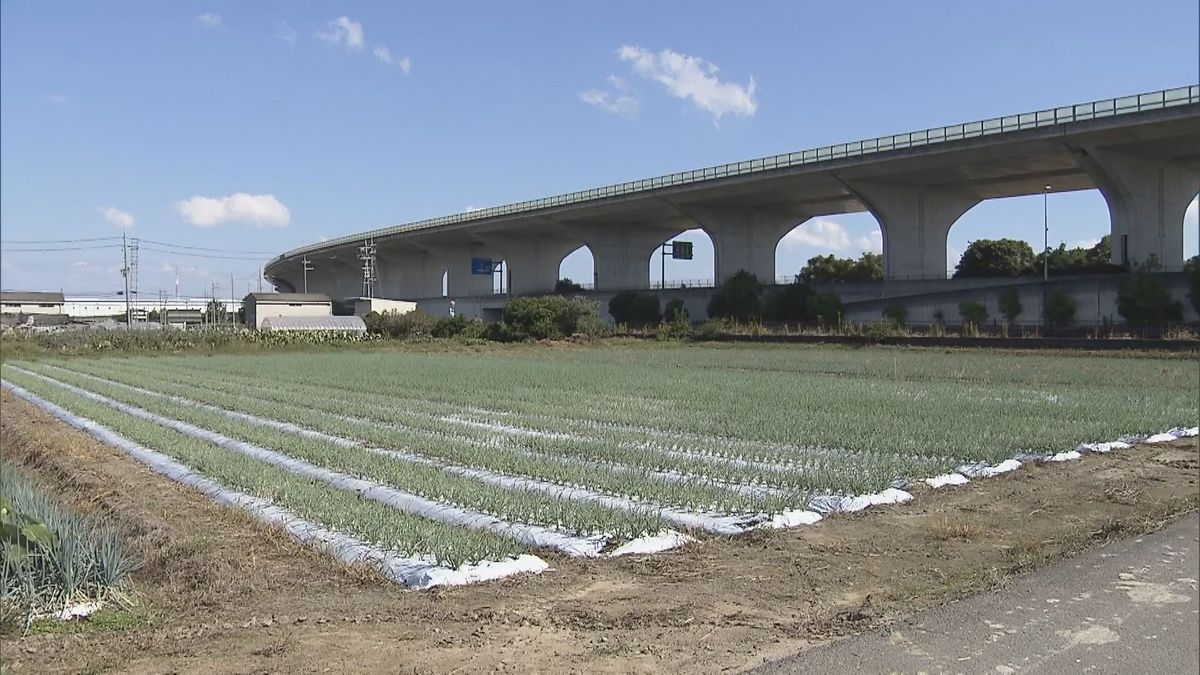 新たに被害に遭ったねぎ畑