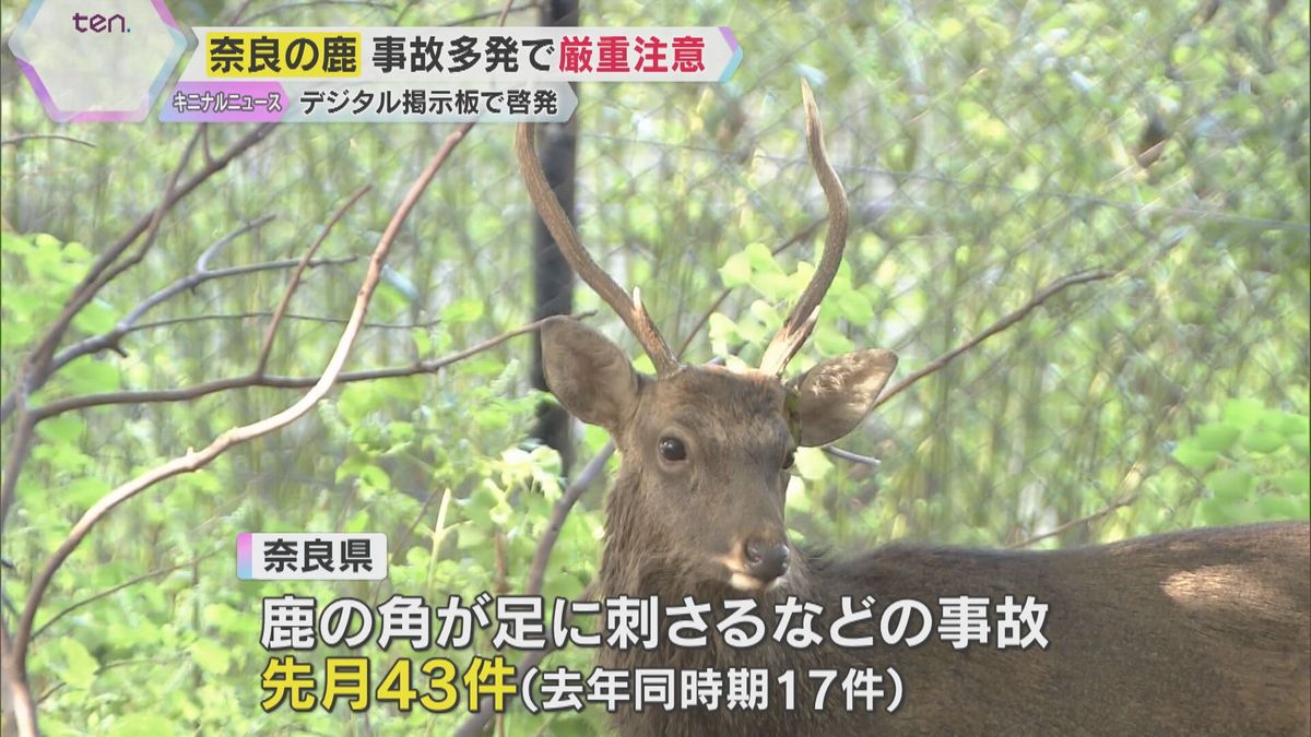 鹿の角に奈良県が「厳重注意」　奈良公園で鹿の角に刺されてケガをする事故相次ぐ　昨年の2.5倍増