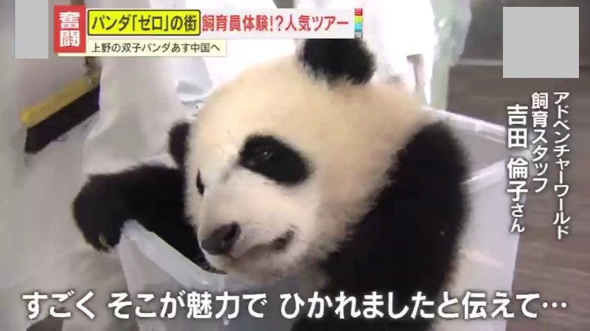 3ページ目 【密着】日本から54年ぶりにパンダがいなくなる…上野の双子