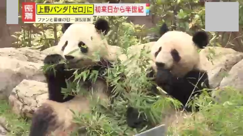 密着】日本から54年ぶりにパンダがいなくなる…上野の双子パンダ『最後