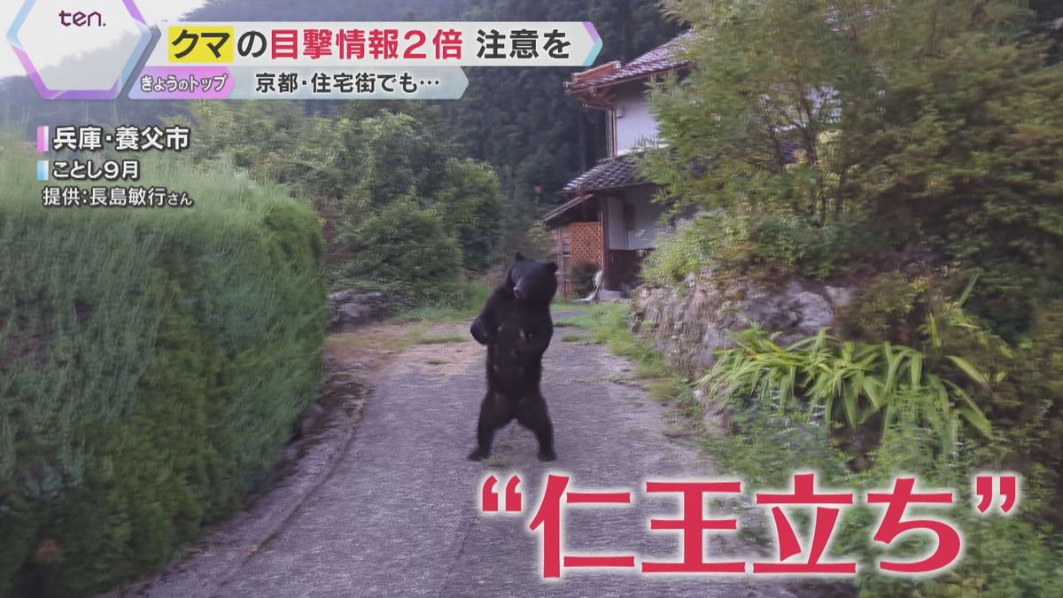 クマの目撃情報が京都で去年の2倍　住宅地でも多く目撃　兵庫では“仁王立ち”　ドングリの凶作原因か