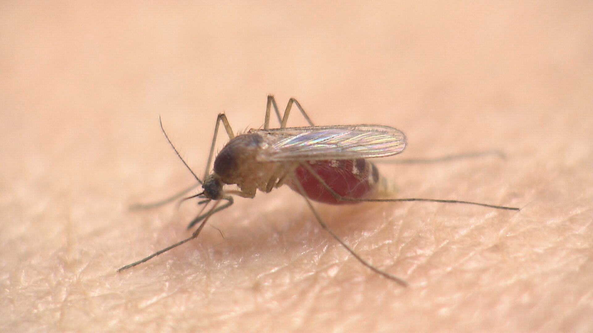 夏でなくとも“蚊”に注意！温暖化で５月・６月にも発生　海外では殺虫剤効かない「スーパー耐性蚊」も
