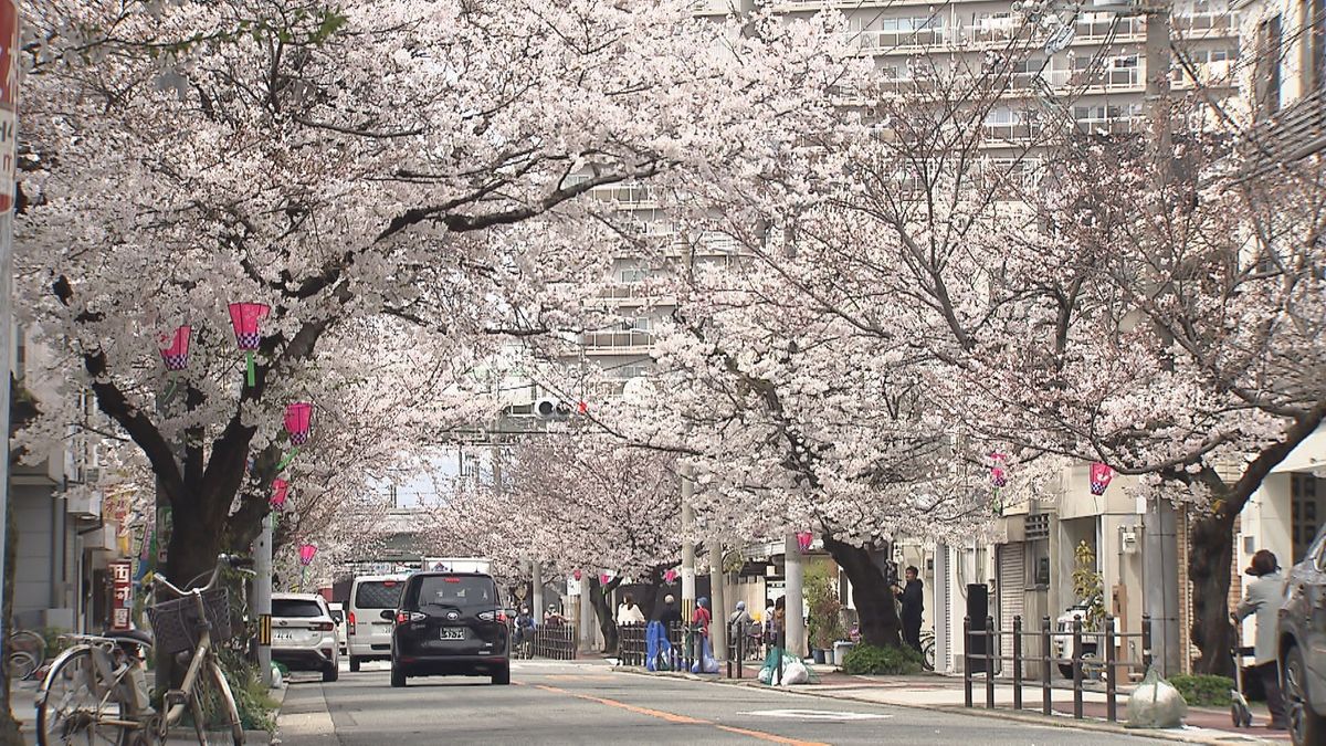 満開の桜並木（去年4月）