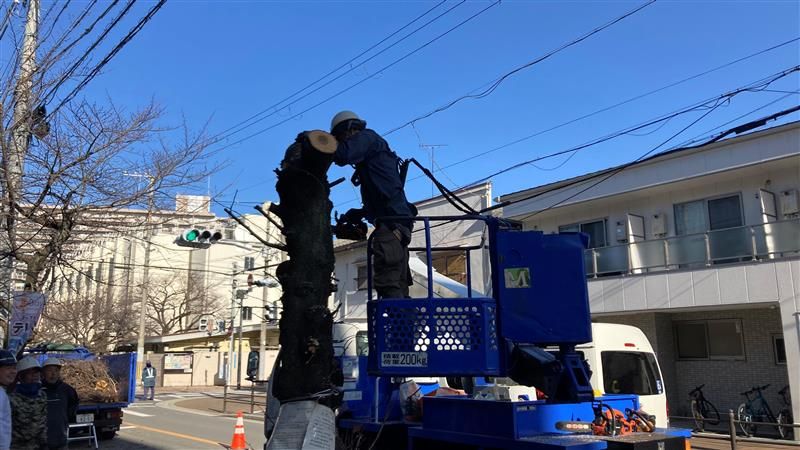 桜並木の伐採作業（28日）