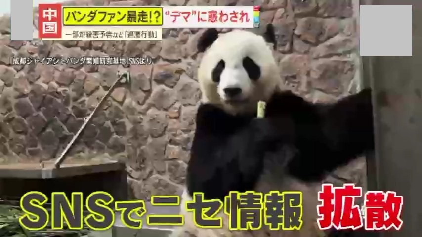 会議中のパンダ 中国】“パンダ虐待”デマが拡散されファン暴走 一部が殺害予告など｢過激