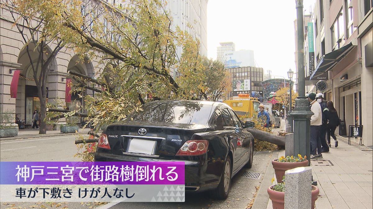 三宮で街路樹が根本から倒れる　車が下敷きもけが人はなし　街路樹は神戸市の管轄で内部は空洞　神戸