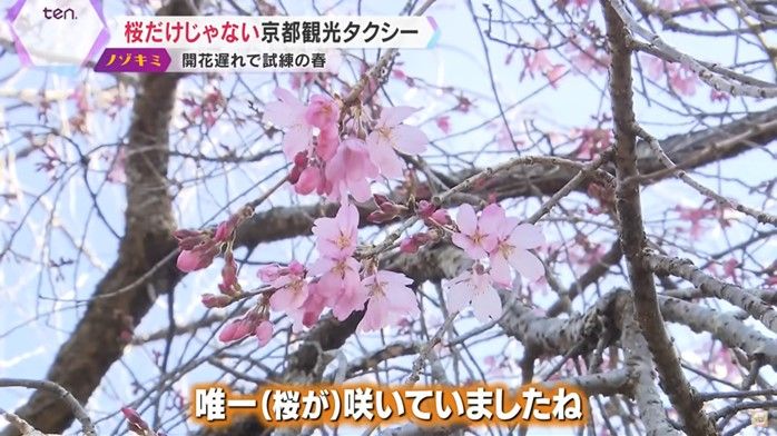 その日案内した観光地で唯一咲いていた桜