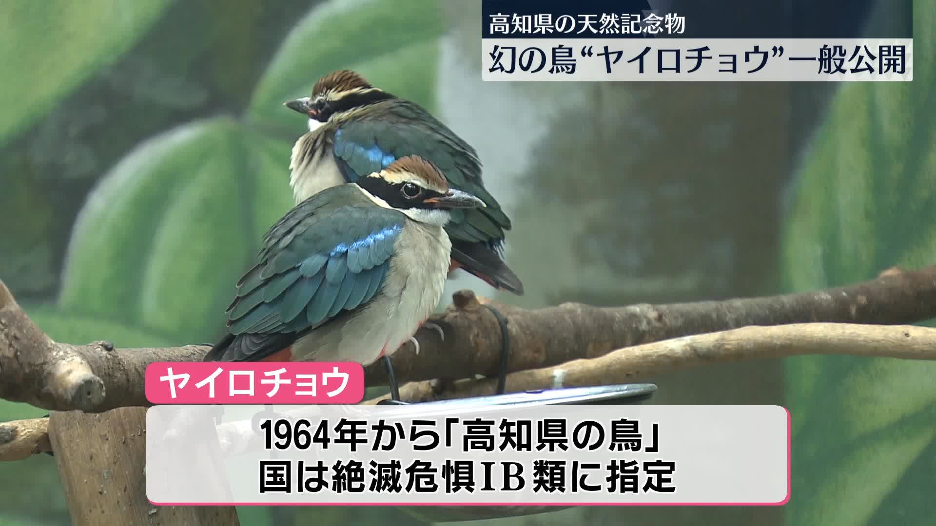 高知の天然記念物・幻の鳥「ヤイロチョウ」一般公開 7月に山中で保護｜読売テレビニュース