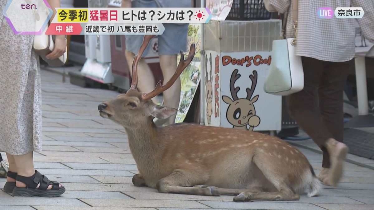 【暑い】シカもぐったり　奈良市で今年初の猛暑日　大阪・八尾市や兵庫・豊岡市も　今後も厳しい暑さ