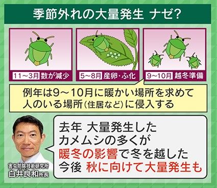 カメムシ大量発生は暖冬の影響か