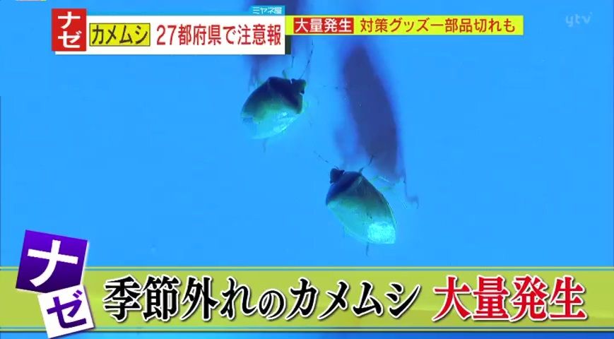 過去最多 季節外れのカメムシ大量発生 