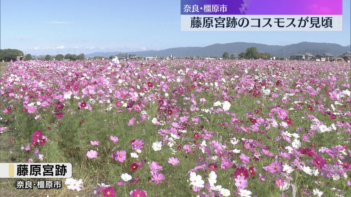 色とりどりのコスモスが見ごろ　ピンクや白など6種類、約300万本が咲き乱れ　奈良・藤原宮跡