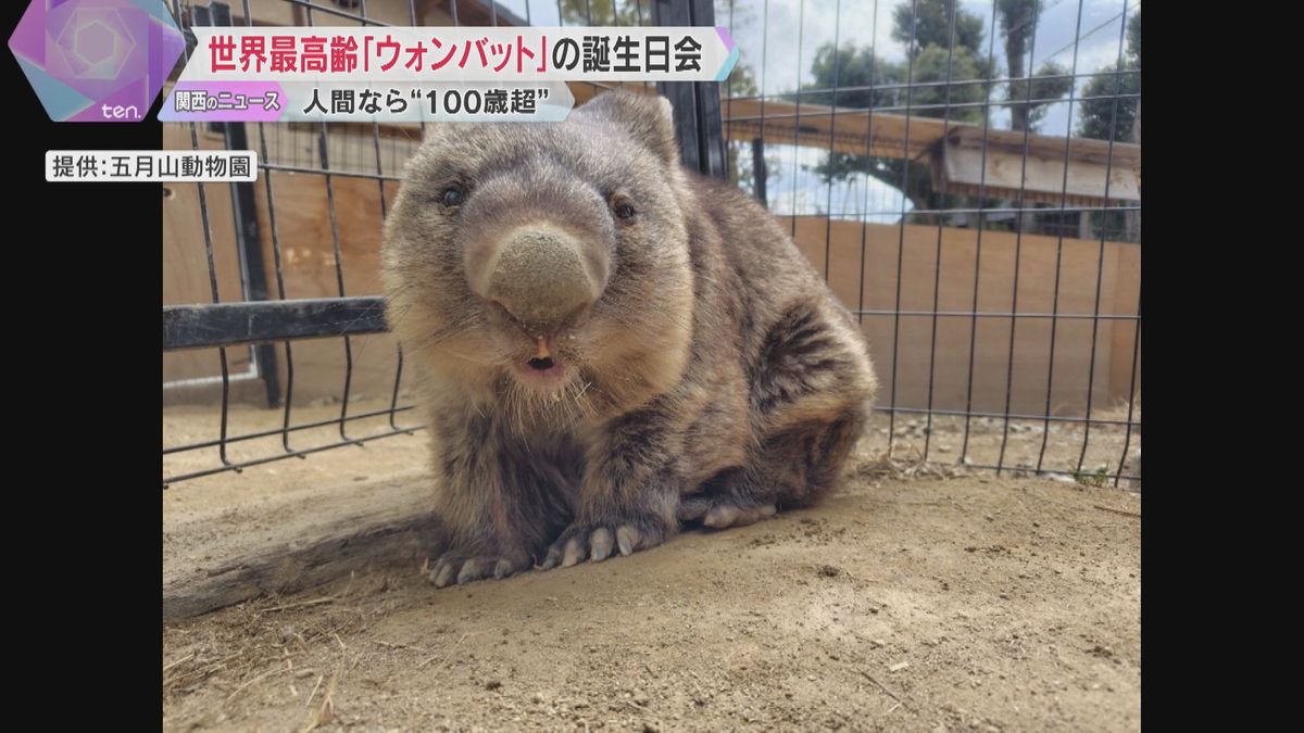 人間なら100歳以上「飼育下で世界最高齢」ギネス世界記録にも認定のウォンバット36歳の誕生日会　大阪・五月山動物園