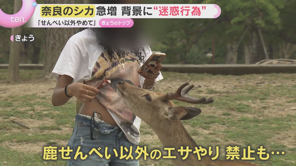鹿せんべい以外はNG」奈良公園のシカが過去最多 背景に“迷惑エサやり 