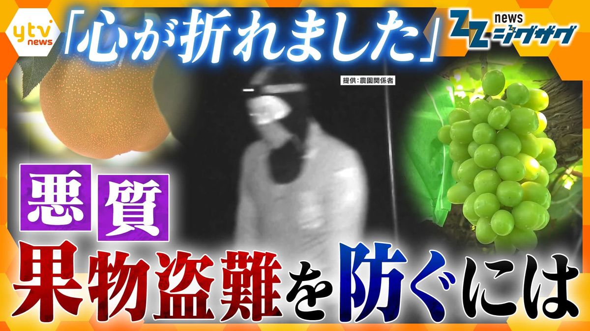 梨 5000 個盗難