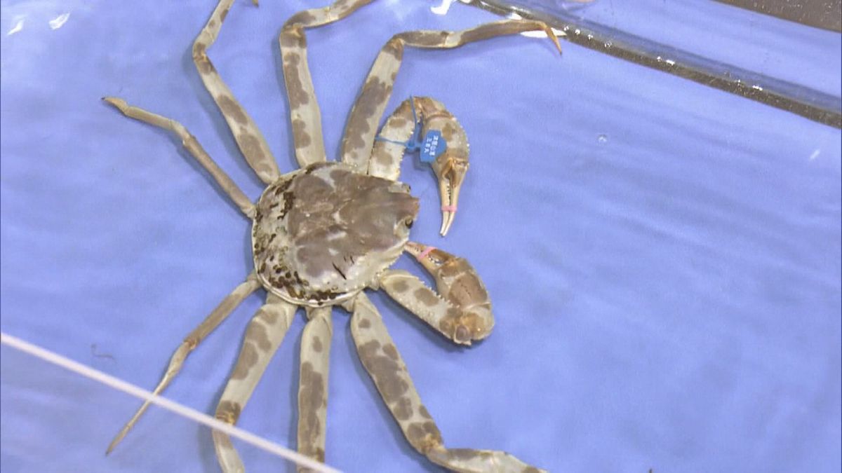 「17年ぶりで珍しい」白と茶色のまだら模様のズワイガニ　城崎マリンワールドで展示　兵庫・豊岡市