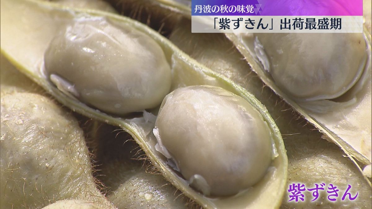 黒大豆の枝豆「紫ずきん」出荷ピーク　粒が大きくコクのある甘みとモチモチ食感が特徴　京都・福知山