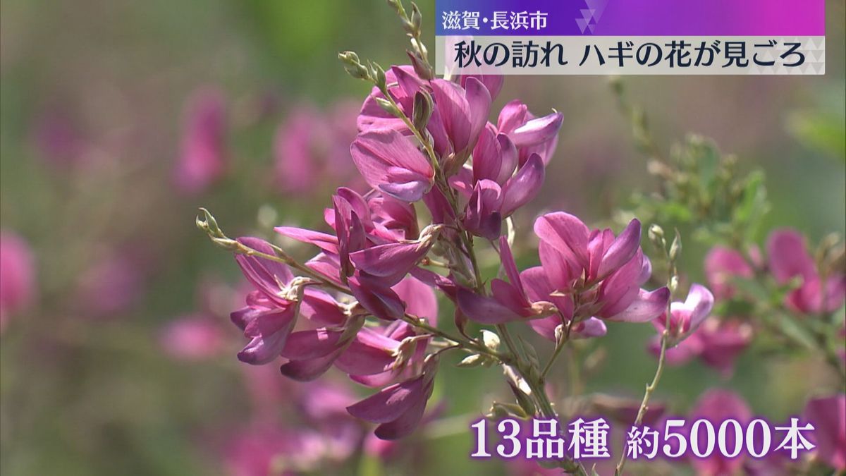 【秋の訪れ】13品種・5000本のハギの花が見ごろ「秋を感じてもらえれば」滋賀・長浜市『神照寺』