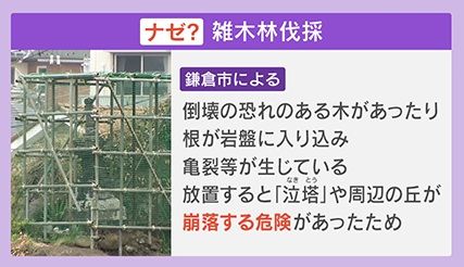 2ページ目 【ナゼ】雑木林を伐採したら“大きな岩”が…古くから伝わる 