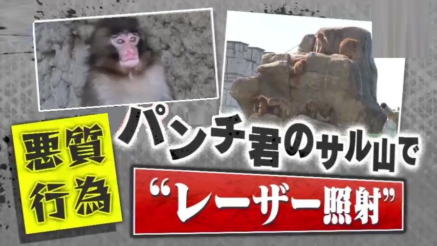 サル君 怒り】｢失明もあり得る｣人気子ザルのパンチ君に“レーザー照射