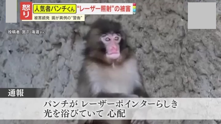 怒り】｢失明もあり得る｣人気子ザルのパンチ君に“レーザー照射