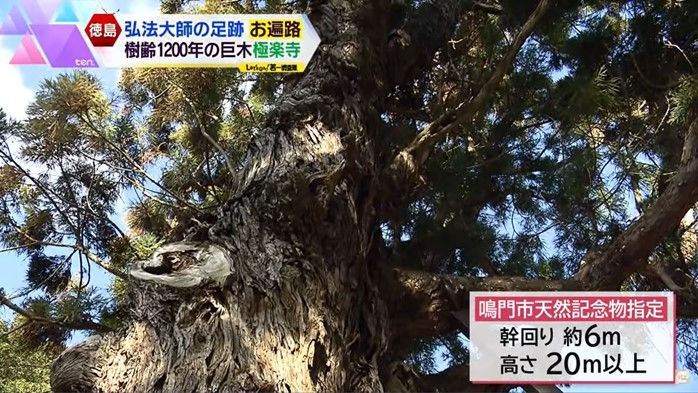 樹齢1200年以上といわれる極楽寺の「長命杉」