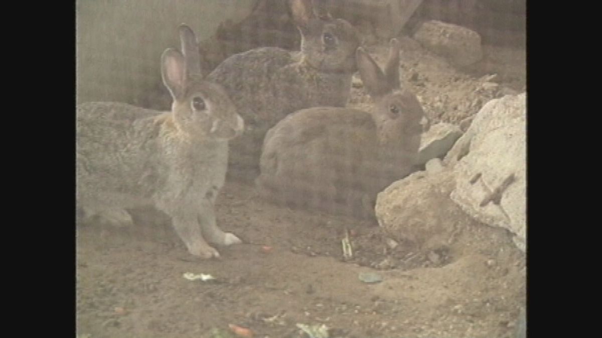 多くの小学校で飼育されていたウサギ