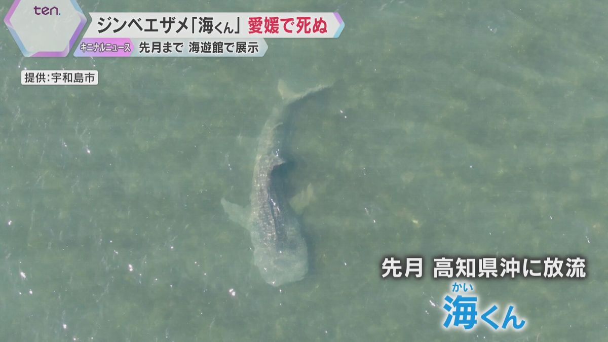 海遊館にいたジンベエザメ「海くん」愛媛県の河口で死ぬ　10月初めに高知県沖の太平洋に帰したばかり