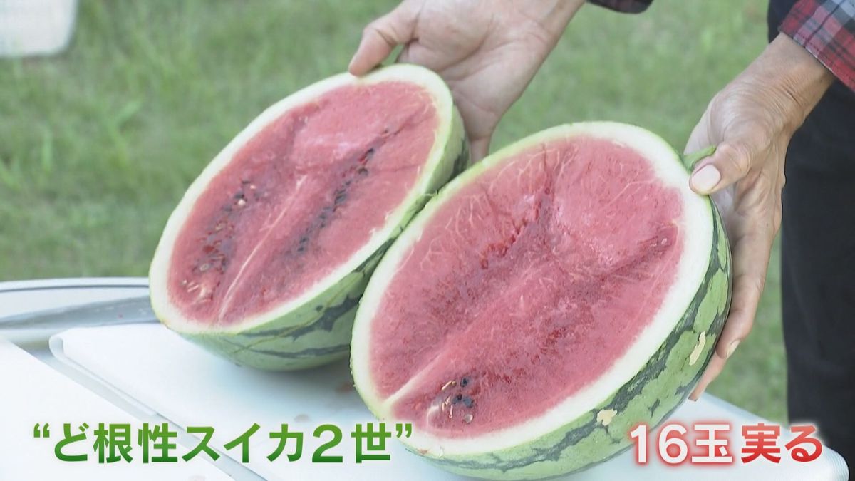 「甘さがキュッと、味が濃かった」“ど根性スイカ2世”がみずみずしく育つ　大阪・植物園で試食会