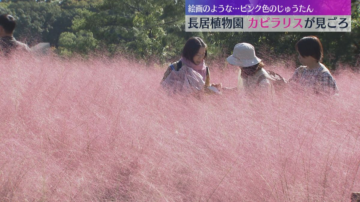 「幻想的な感じ」「綿の上にいるみたい」淡いピンク色の“カピラリス”が見ごろ　大阪・長居植物園　　