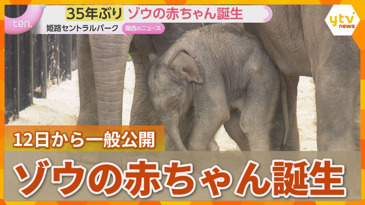 「体が震えた」35年ぶりアジアゾウの赤ちゃん誕生 12日(土)から一般公開 兵庫・姫路セントラルパーク