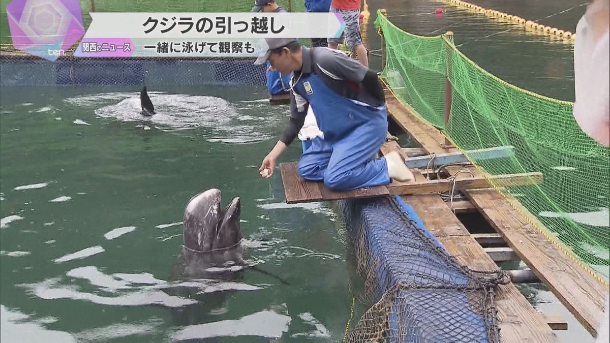 「くじらに出会える海水浴場」海開き前にクジラ2頭が博物館から引っ越し　和歌山・太地町で19日から