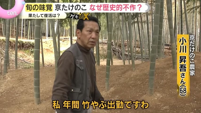 危機】「仕事にならない」外来種の蛾による食害で京たけのこに異変