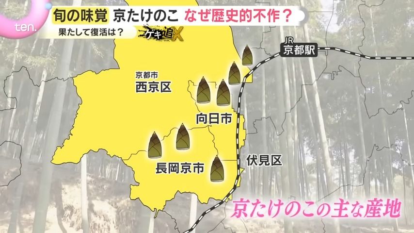 危機】「仕事にならない」外来種の蛾による食害で京たけのこに異変