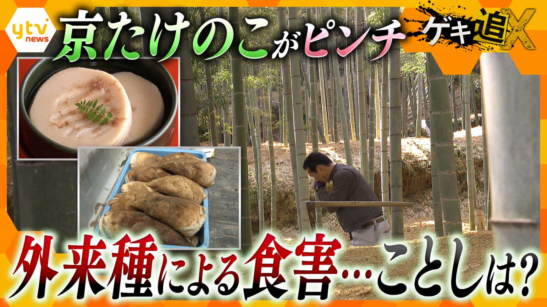 京たけのこ③ 危機】「仕事にならない」外来種の蛾による食害で京たけのこに異変